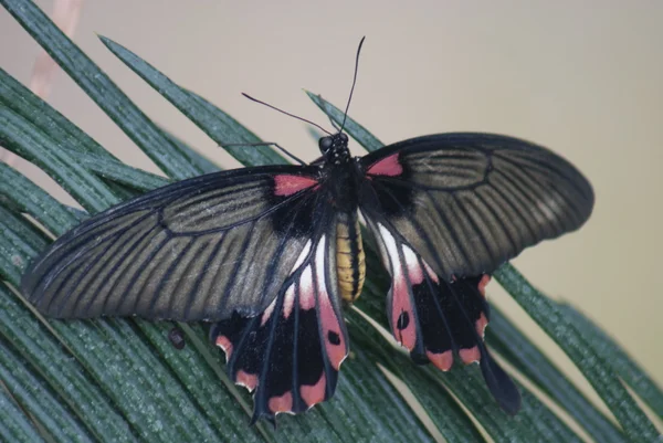 Scharlachmormon - Papilio deiphobus rumanzovia — Stockfoto