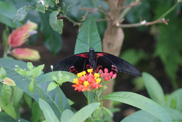 Scarlet Mormon - Papilio deiphobus rumanzovia — Stock Photo, Image