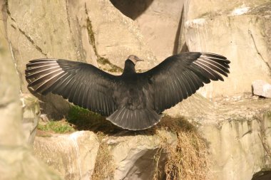 Andean akbaba - vultur gryphus