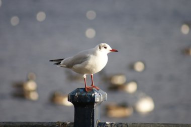 çapa ile kolye