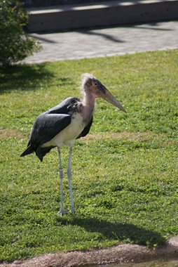 Marabou Leyleği - Leptoptilos crumeniferus