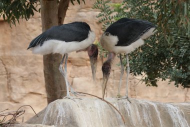 Marabou Leyleği - Leptoptilos crumeniferus