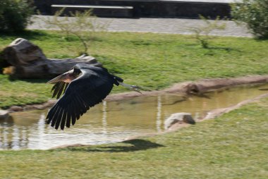 Marabou Leyleği - Leptoptilos crumeniferus