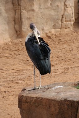 Marabou Leyleği - Leptoptilos crumeniferus