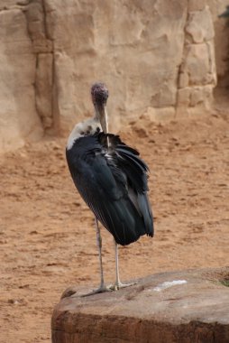 Marabou Leyleği - Leptoptilos crumeniferus