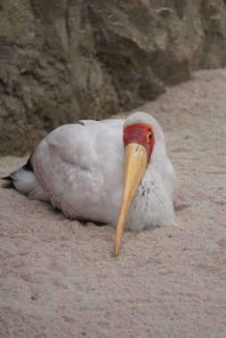 Sarı gagalı leylek - Mycteria ibis