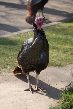 Wild Turkey - Meleagris Dörtnala