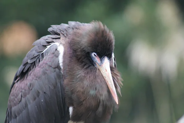 Abdim 's Stork - Ciconia Abdimii — стоковое фото