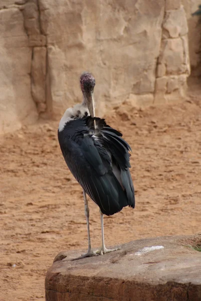 Marabou Stork - Leptoptilos crumeniferus — Stockfoto