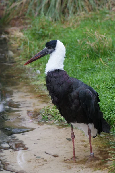 Cigogne à cou laineux - Ciconia episcopus — Photo