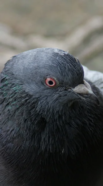 Pigeon des rochers - Columba livia — Photo
