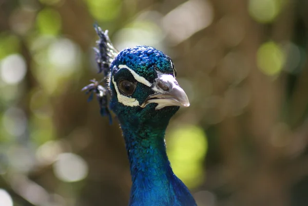 Indisk påfågel - pavo cristatus — Stockfoto