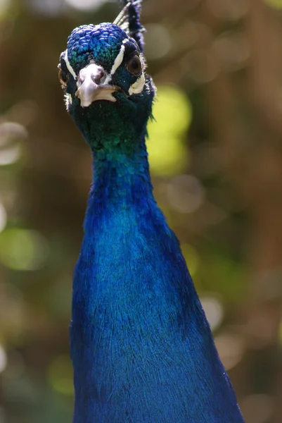 Indian Peafowl - Pavo Cristatus — Stock Photo, Image