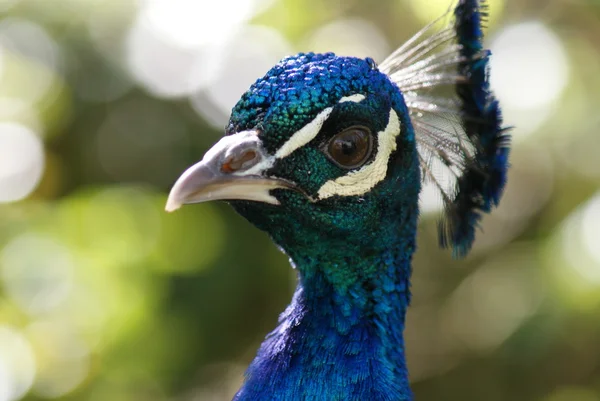 Indiase Pauw - pavo cristatus — Stockfoto