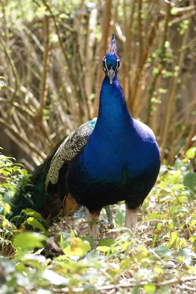 Indian Peafowl - Pavo Cristatus — Stock Photo, Image