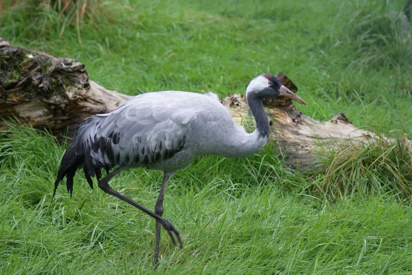 Eurasian Crane - Grus grus — Stock Photo, Image