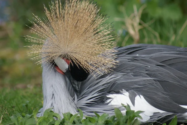 Grey-crowned Crane - Balearica regulorum — Stock Photo, Image