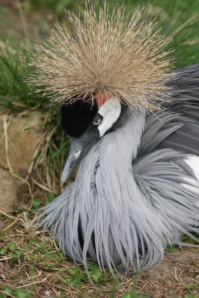 Grijs-gekroond crane - balearica regulorum — Stockfoto