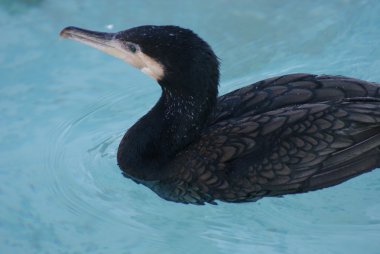 Büyük Karabatak - Phalacrocorax karbo