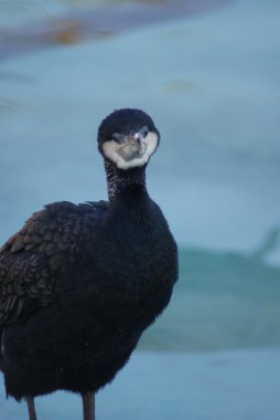 Büyük Karabatak - Phalacrocorax karbo