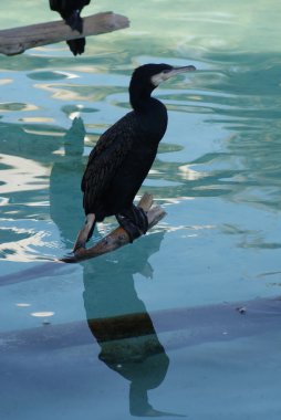 Büyük Karabatak - Phalacrocorax karbo