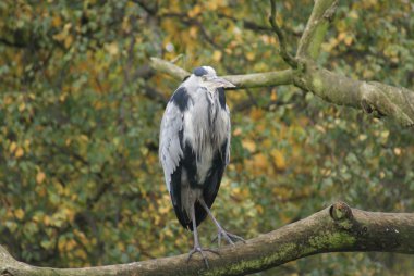 Gri Heron - Ardea Cinerea