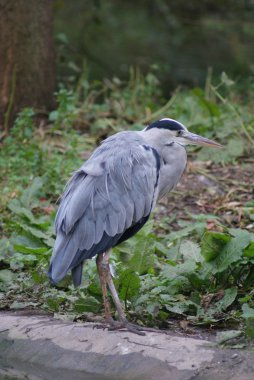 Gri Heron - Ardea Cinerea