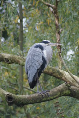 Gri Heron - Ardea Cinerea