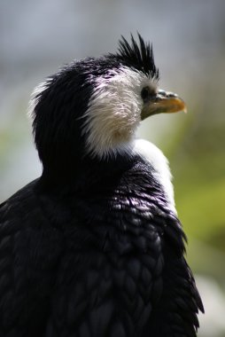 Küçük Pied Karabatağı - Microcarbo melanoleucos