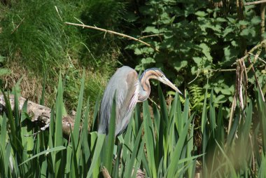 Mor balıkçıl - ardea purpurea