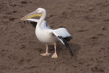 büyük beyaz Pelikan - pelecanus onocrotalus