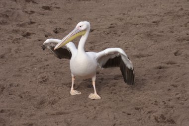 büyük beyaz Pelikan - pelecanus onocrotalus