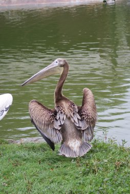 büyük beyaz Pelikan - pelecanus onocrotalus