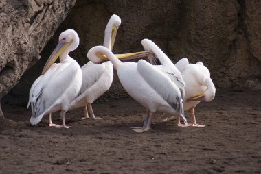 büyük beyaz Pelikan - pelecanus onocrotalus