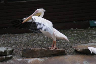 büyük beyaz Pelikan - pelecanus onocrotalus