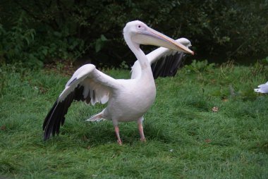 büyük beyaz Pelikan - pelecanus onocrotalus