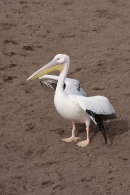 büyük beyaz Pelikan - pelecanus onocrotalus