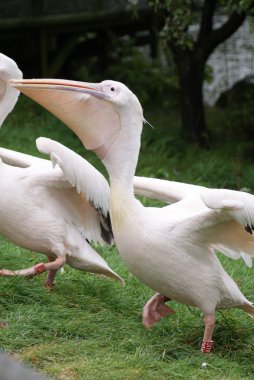 büyük beyaz Pelikan - pelecanus onocrotalus