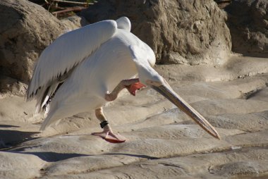 büyük beyaz Pelikan - pelecanus onocrotalus