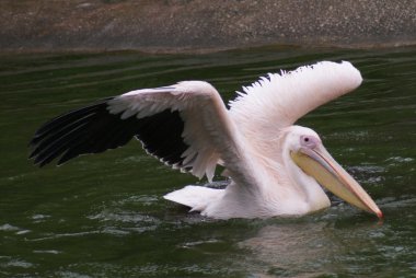 büyük beyaz Pelikan - pelecanus onocrotalus