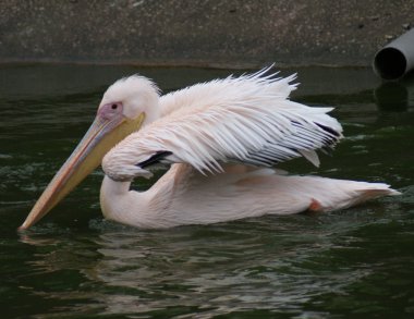 büyük beyaz Pelikan - pelecanus onocrotalus