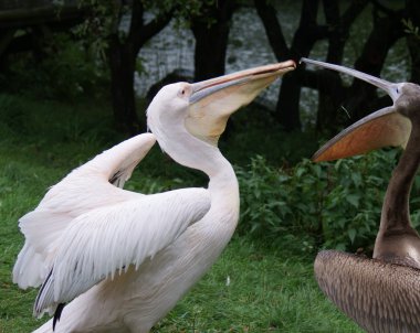 büyük beyaz Pelikan - pelecanus onocrotalus