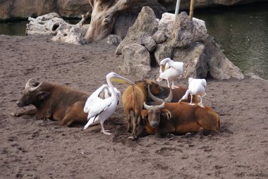 büyük beyaz Pelikan - pelecanus onocrotalus