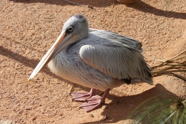 pembe sırtlı Pelikan - pelecanus rufescens