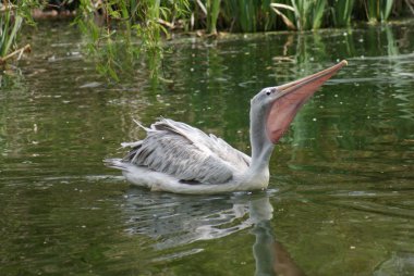 pembe sırtlı Pelikan - pelecanus rufescens