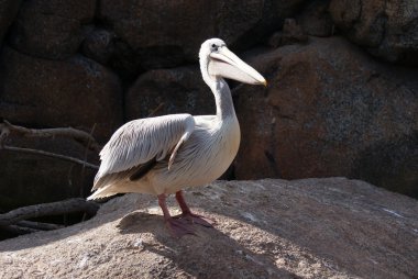 pembe sırtlı Pelikan - pelecanus rufescens