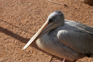 pembe sırtlı Pelikan - pelecanus rufescens