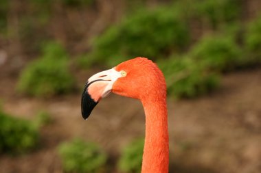 Amerikan flamingo - phoenicopterus ruber