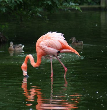 Amerikan flamingo - phoenicopterus ruber