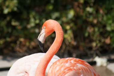 Şili flamingo - phoenicopterus chilensis